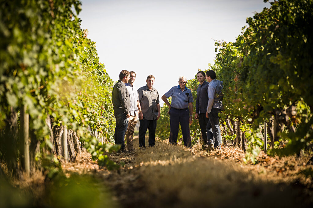 A group of five men standing between rows of grapevines