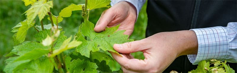 AWRI Webinar: Practical steps to counter increasing fungicide resistance