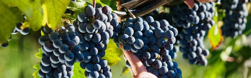 AWRI Webinar: Overview of the 2023 National Vintage Report