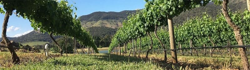 AWRI Webinar: Soil health, carbon and undervine management in a dry climate