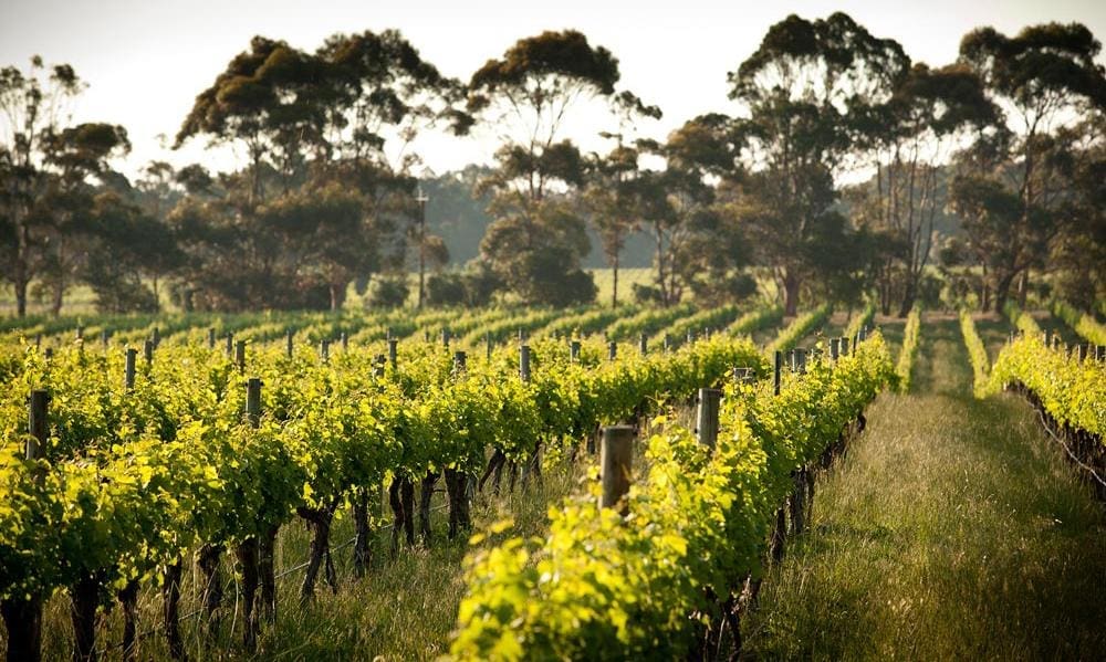 Australian Wine – Winning the long game