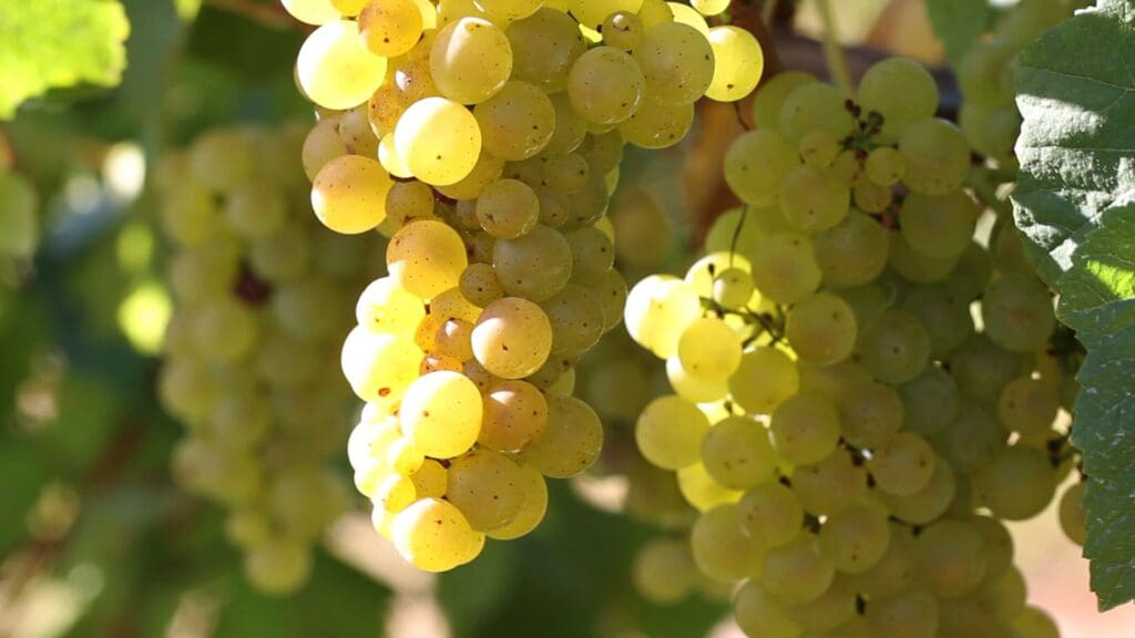 International Chardonnay Day 2020 Countdown