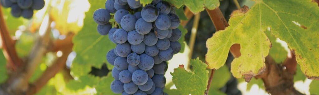 The Margaret River Wine Story