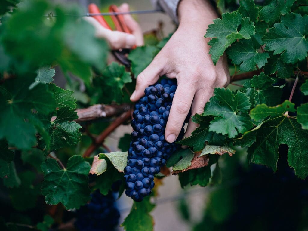 Margaret River Winegrape Crush Reports Released