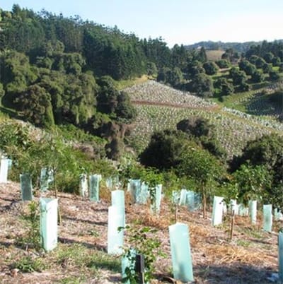 Steps to Revegetate Areas of your Farm Successfully Webinar