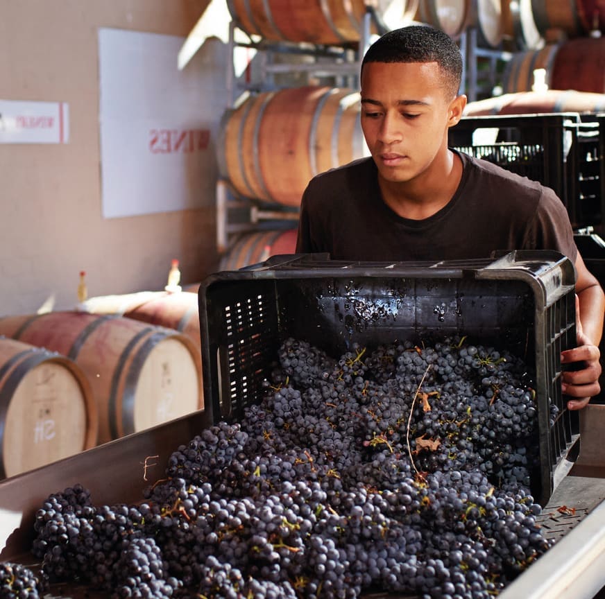 SR TAFE Wine Cellar Skill Set