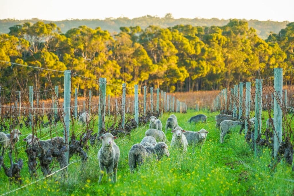 Margaret River Wine Region’s Inaugural Sustainability Report