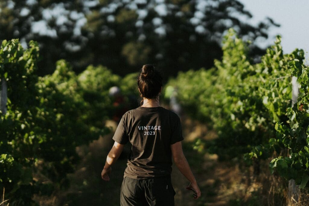 Vintage 2023 Wrap: An excellent vintage in Margaret River