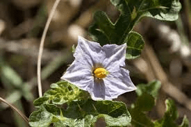 Lower Blackwood LCDC – What’s that Weed Workshop