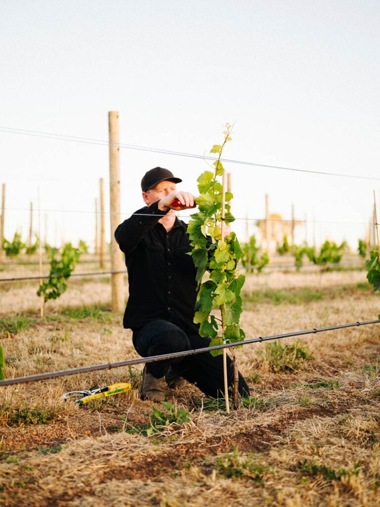 Discover Four Margaret River Finalists in the Young Gun of Wine ‘Vineyard of the Year Awards’