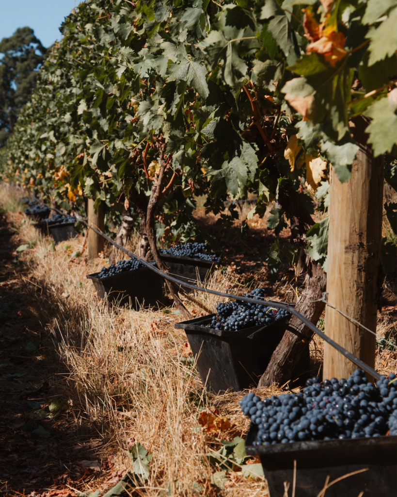 Vintage 2026 delivers excellent Margaret River season
